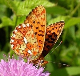 Pearl-bordered Fritillary - Boloria euphrosyne © Teresa Farino